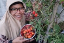 Harga Tomat Anjlok karena Overproduksi, Akademisi Dorong Inovasi Petani 4 Harga Tomat Anjlok karena Overproduksi, Akademisi Dorong Inovasi Petani