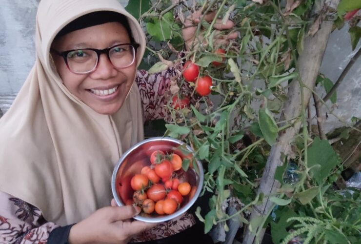 Harga Tomat Anjlok karena Overproduksi, Akademisi Dorong Inovasi Petani 3 Harga Tomat Anjlok karena Overproduksi, Akademisi Dorong Inovasi Petani