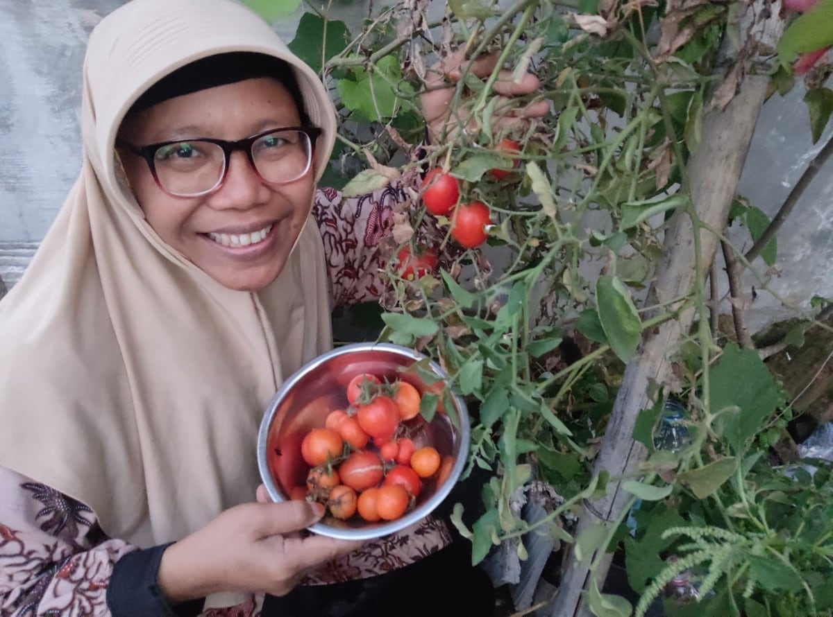 Harga Tomat Anjlok karena Overproduksi, Akademisi Dorong Inovasi Petani